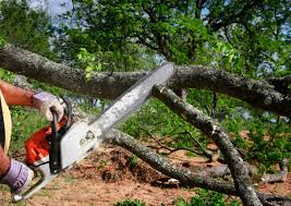 Best Fruit Tree Pruning  in Hollins, VA